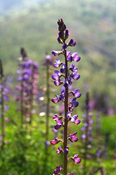 CA, San Diego Lupines in Rattlesnake Canyon